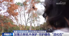 多点发力加强古树名木认知和 让“绿色瑰宝”枝