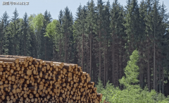 <b>原木出口暴跌97%美国木材正在中国市场“完全熄</b>